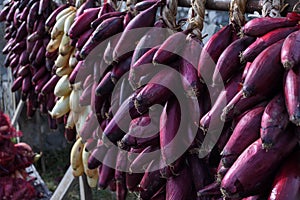 Red onion harvest, dried and braided for storage and for sale during country fair market