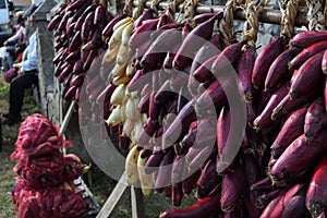 Red onion harvest, dried and braided for storage and for sale during country fair market