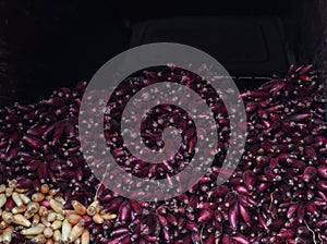 Red onion harvest, dried and braided for storage and for sale during country fair market