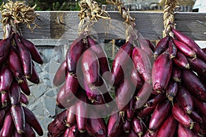 Red onion harvest, dried and braided for storage and for sale during country fair market