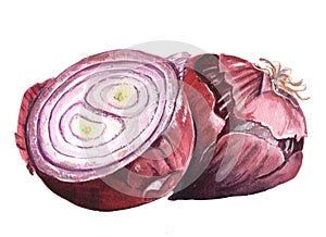red onion isolated on white background watercolor