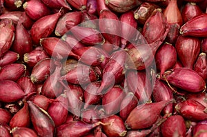 Red Onion Seed