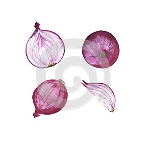 Red onion set. Watercolor.