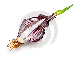 Red onion sprouts