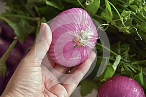 Red onions background, on hand.