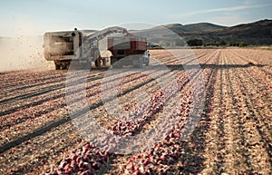 Red onions being harvested in a farm field.