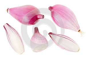 Red onions collection, Tropea type on white