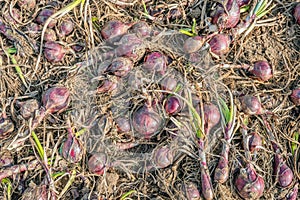 Red onions drying on the field