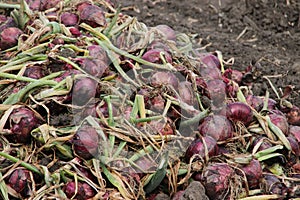 Red onions drying in the field after harvesting them in the Noordoostpolder in the Netherlands.