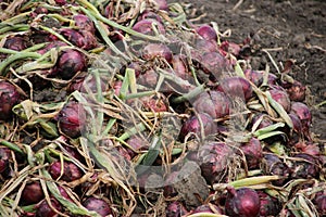 Red onions drying in the field after harvesting them in the Noordoostpolder in the Netherlands.