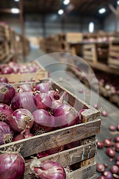 Red onions harvested in wooden boxes in a warehouse.