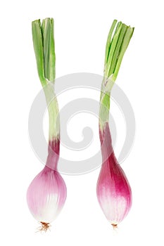 Red onions with stem, Tropea type on white