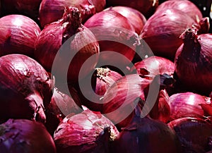 Red Onions in the Sun