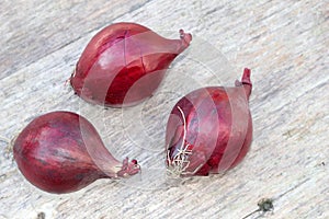 Three red onions on a background of old wood