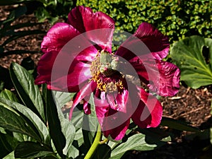 The red open flower of a peony plant, Paeonia, peonies are relatively robust garden plants. They thrive best in a somewhat