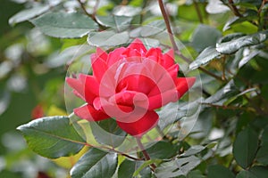 Red open Knockout Rose in garden.