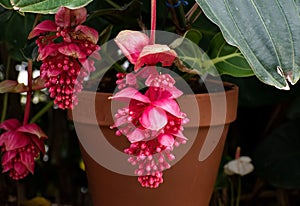 Red, open showy medinilla magnifica flower with blurred pot and garden photo