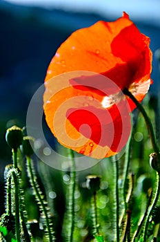 Red Opium poppy in detail on beautiful nature background / Papaver somniferum