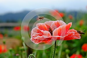 Red opium poppy flower with bees