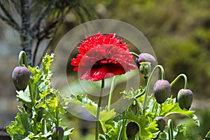 Bhutanese red opium poppy flower with Capsule , Bhutan