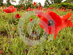 Red Opium Poppy Flowers