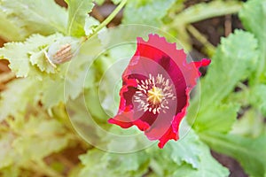 Red Opium poppy Flowers blossom on wild field