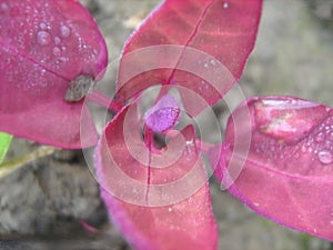 Red orach Atriplex hortensis `Rubra` after rain.