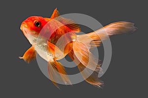 Red Oranda Goldfish