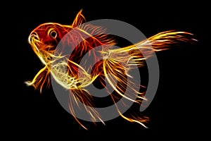 Red Oranda Goldfish