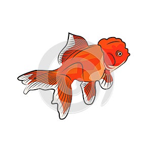 Red Oranda Goldfish Logo Vector Design