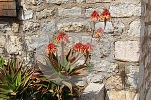 Red-orange aloe flowers against a stone wall