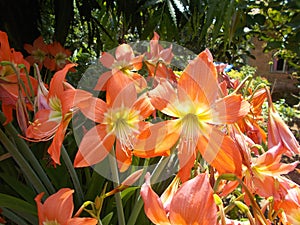 Red orange amaryllis flower closeups on garden