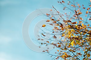 Red and orange autumn leaves on the branches against the background of the turquoise sky. Very shallow focus. Colorful foliage in