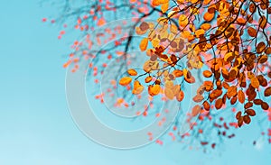 Red and orange autumn leaves on the branches against the background of the turquoise sky. Very shallow focus. Colorful foliage in