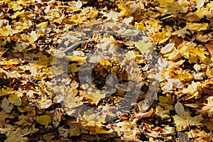 Red and orange autumn leaves on ground. Outdoor. fallen autumn leaves and shadows, shiny autumn day