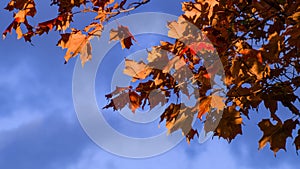 Red and Orange Autumn Leaves on a tree branch in front of cloudy dark blue sky background