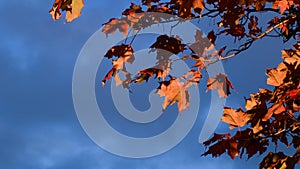 Red and Orange Autumn Leaves on a tree branch in front of cloudy dark blue sky background