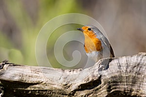 a red and orange bird sitting on top of a wooden branch