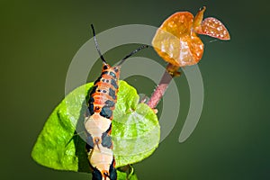 Red orange, black and yellow caterpillar climbing a green leaf macro photography