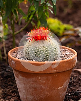 Red-orange cactus flowers Parodia Notocactus haselbergii or Scarlet ball cactus plant growing in terracotta pot