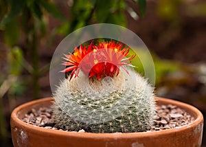 Red-orange cactus flowers Parodia Notocactus haselbergii or Scarlet ball cactus plant growing in terracotta pot