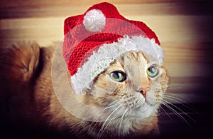 Red/orange cat in Santa Claus red hat on wood background - New Year/Christmas holiday photography