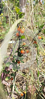 Red Orange cherry tomatoes plant in farm