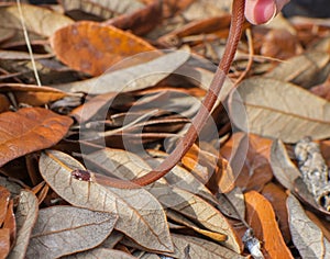 Red orange color Florida red bellied snake - Storeria occipitomaculata
