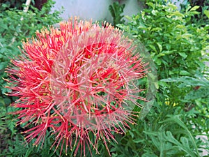 Red orange color rounded flower