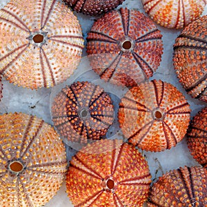 Red orange colored sea urchin shells on white rocky beach