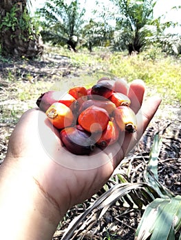 Red and orange colors of oil palm fruit