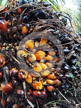 Red and orange colors of oil palm fruit