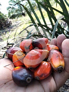 Red and orange colors of oil palm fruit