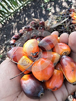 Red and orange colors of oil palm fruit